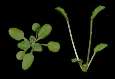'Holy Grail' Of Plant Biology - Gene Responsible For Global Warming Growth
